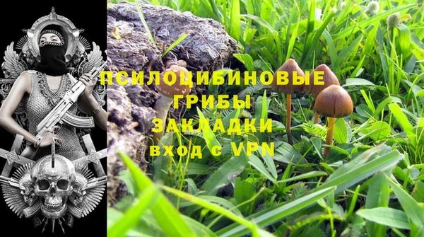 ГАЛЛЮЦИНОГЕННЫЕ ГРИБЫ Инта